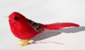 207791 Veren vogel rood